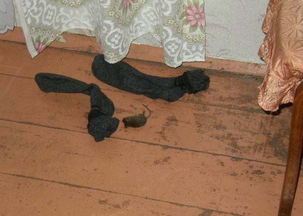 мышь.jpg