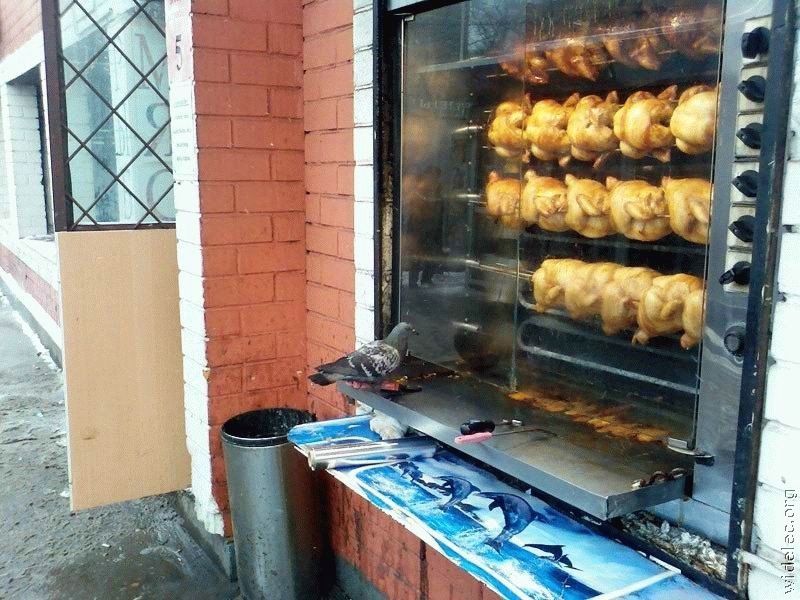 golubi_16.jpg