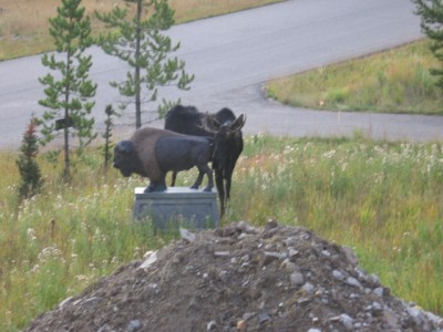 t_moose1_153.jpg