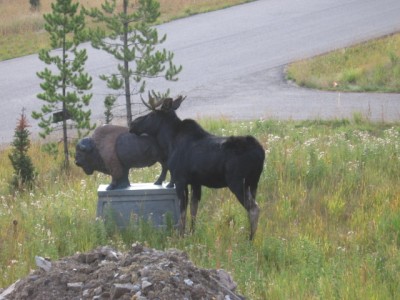 t_moose2_111.jpg