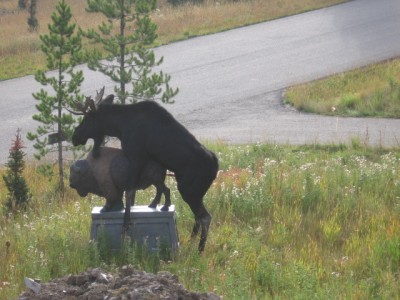 t_moose3_109.jpg