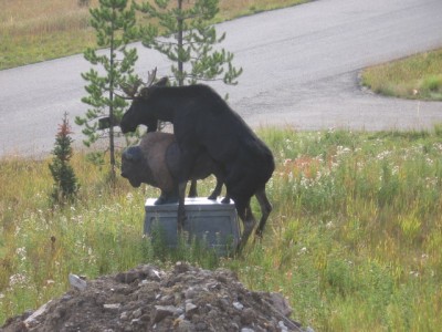 t_moose4_147.jpg