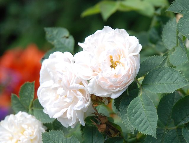 DSC_0568.jpg
