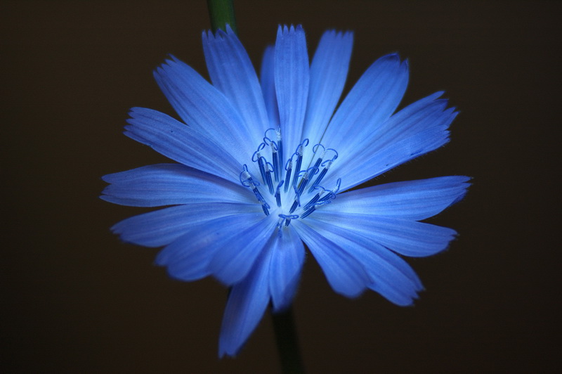 DSC_7965_sm.jpg