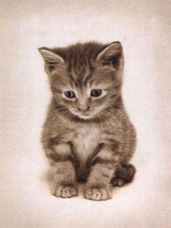 cat.jpg
