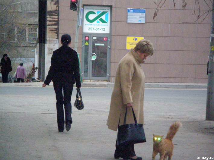 шайтан кошак.jpg