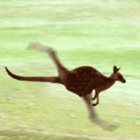 kenga-roo222.gif