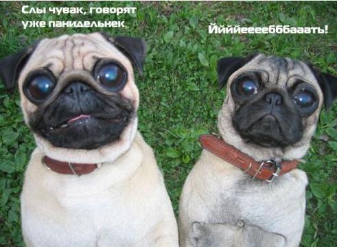 пёски.JPG