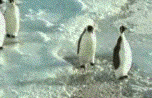 1b7816c78329.gif