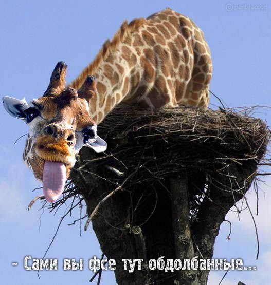 1243577705_33.jpg