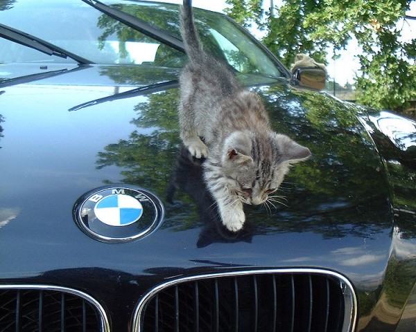 750px-Gray_kitten_on_BMW.jpg