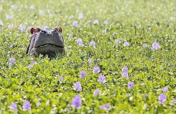 prikolnaja_fotopodborka_60_foto_15.jpg