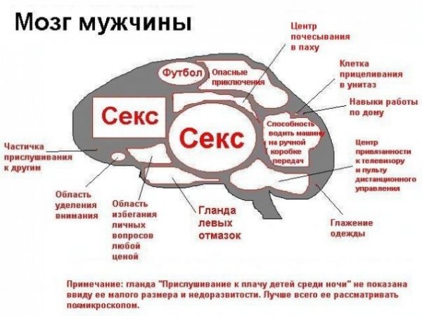 мозг...jpg