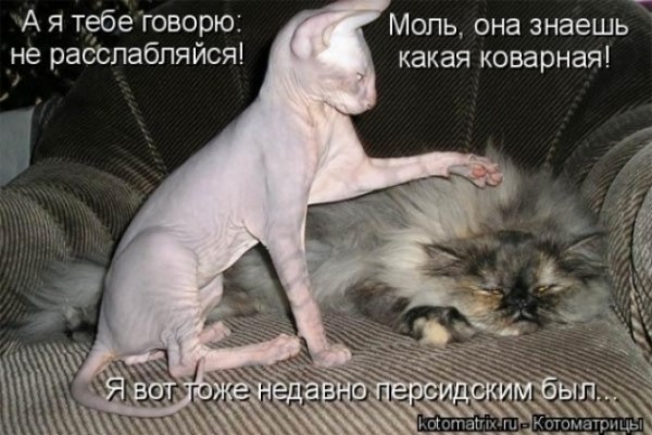 кис кис...jpg