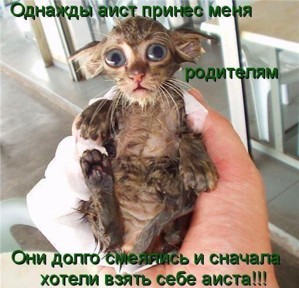 аист.jpg