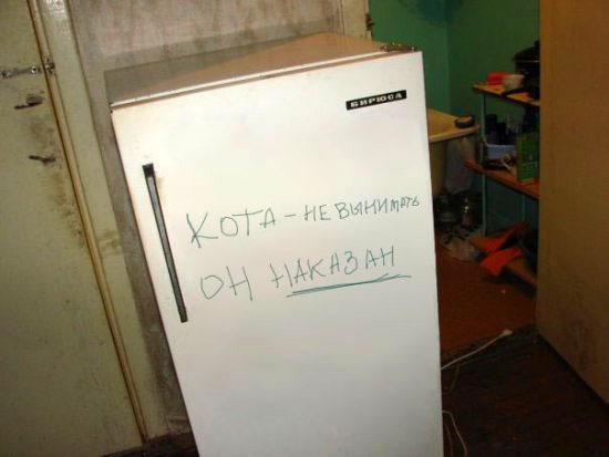 кот.jpg