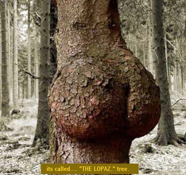 lopez_tree.jpg