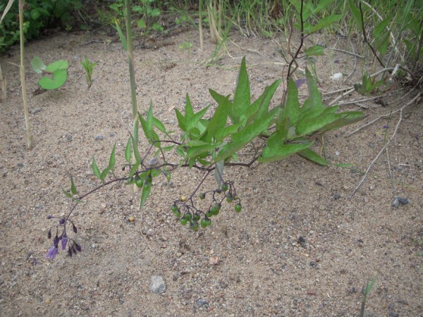 DSCN4830.jpg