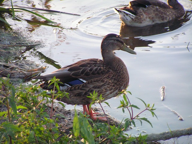 PICT4207.JPG